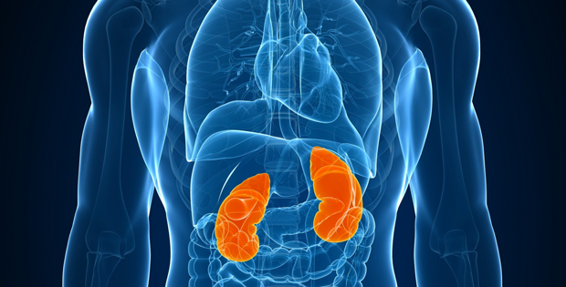 Waar zitten je nieren? || Legmijuit.nl